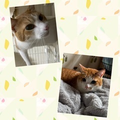6歳兄弟で