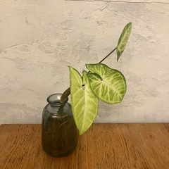 観葉植物　ホワイトバタフライの画像