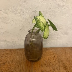 観葉植物　ホワイトバタフライの画像