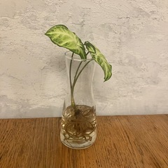 観葉植物　ホワイトバタフライの画像
