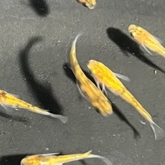 メダカ10匹＋αの画像