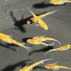 メダカ10匹＋αの画像