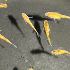 メダカ10匹＋αの画像