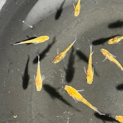 メダカ10匹＋αの画像