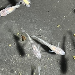 メダカ10匹の画像