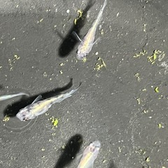 メダカ10匹の画像