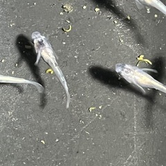 メダカ10匹の画像