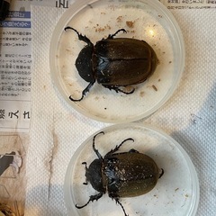 エレファスゾウカブト　トリオ オス1 メス2の画像