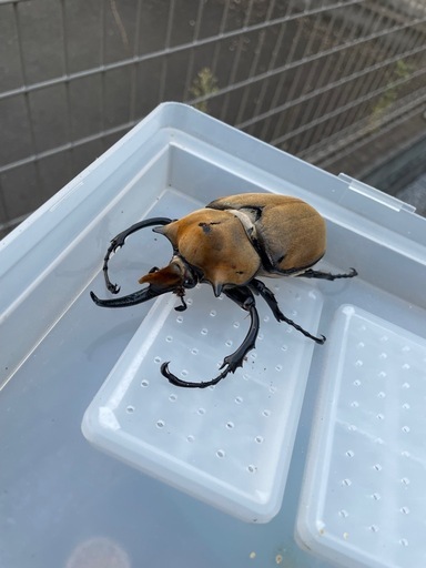エレファスゾウカブト　トリオ オス1 メス2