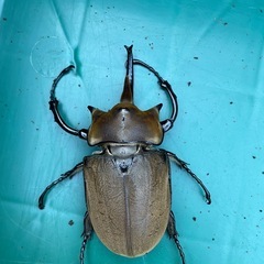 エレファスゾウカブト　トリオ オス1 メス2の画像