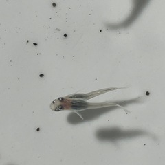 深海メダカ20匹の画像