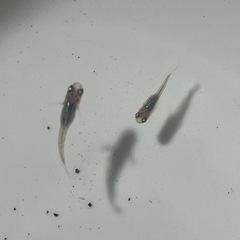 深海メダカ20匹の画像