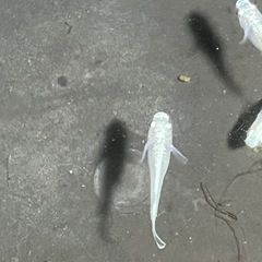 幹之メダカ鉄仮面フルボディ10匹の画像