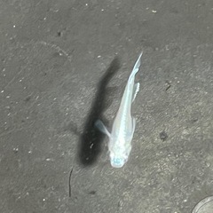 幹之メダカ鉄仮面フルボディ10匹の画像