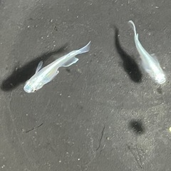 幹之メダカ鉄仮面フルボディ10匹の画像