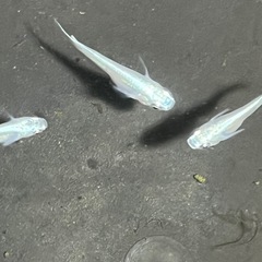 幹之メダカ鉄仮面フルボディ10匹の画像