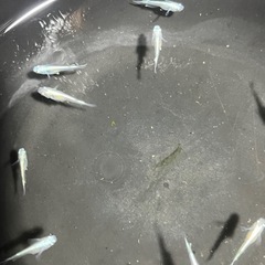 幹之メダカ10匹の画像