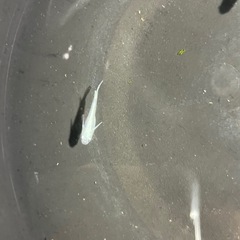 幹之メダカ10匹の画像