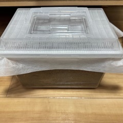 ツシマヒラタクワガタ　幼虫　計23匹の画像