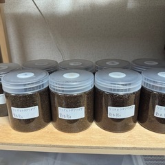 ツシマヒラタクワガタ　幼虫　計23匹の画像
