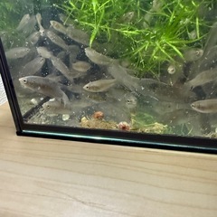 原種ブラックパラダイス幼魚セット
の画像