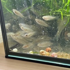 原種ブラックパラダイス幼魚セット
の画像