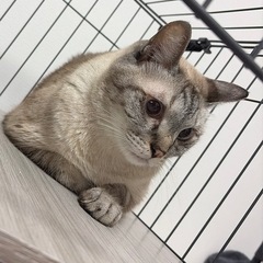 穏やかで優しいグレーの成猫くん