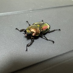 ニジイロクワガタ　ペアの画像