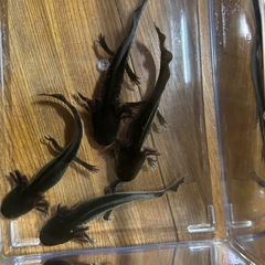 アンダーソンサラマンダー　国内CB(2匹以上で割引あり)の画像