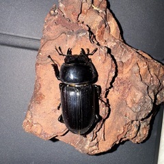 オオクワガタ　ペア　能勢YG血統　おまけで♂1匹付きの画像
