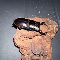 オオクワガタ　ペア　能勢YG血統　おまけで♂1匹付きの画像