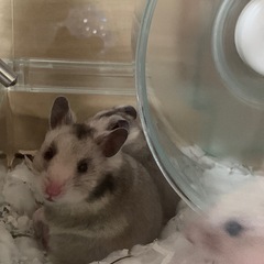 ハムスター生後3ヶ月目　