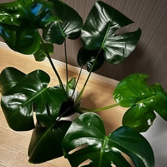 モンテラスデリオーサ 観葉植物の画像