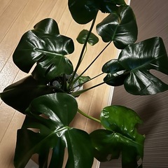 モンテラスデリオーサ 観葉植物の画像