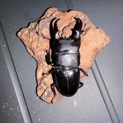 本土ヒラタクワガタ　8月羽化個体　値下げの画像