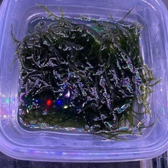 ウィローモスの画像