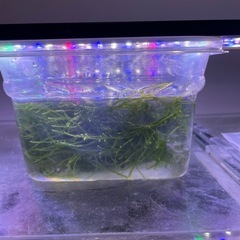 ウィローモスの画像