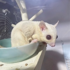 フクロモモンガ里親募集