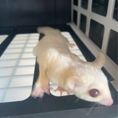 フクロモモンガ里親募集 - 加賀市