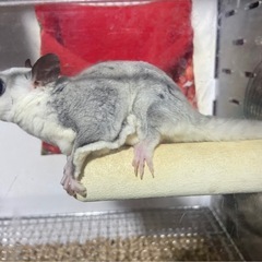 フクロモモンガ里親募集 - その他