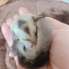 フクロモモンガ里親募集 − 石川県