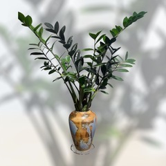観葉植物　ザミオクルカス　レイブンの画像