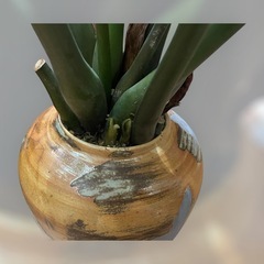 観葉植物　ザミオクルカス　レイブンの画像