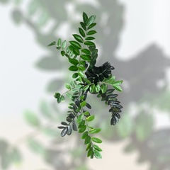 観葉植物　ザミオクルカス　レイブンの画像