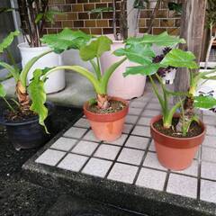 クワズイモ残3鉢の画像