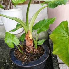 クワズイモ残3鉢の画像