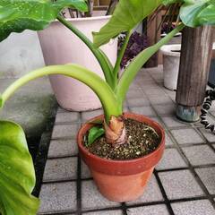 クワズイモ残3鉢の画像