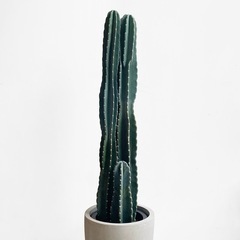 観葉植物 柱サボテン
の画像