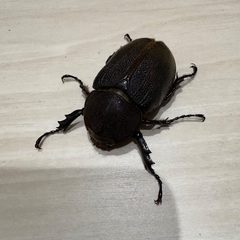 ヘラクレスオオカブト　♀成虫の画像