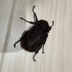 ヘラクレスオオカブト　♀成虫の画像